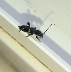 Phymatodes nitidus