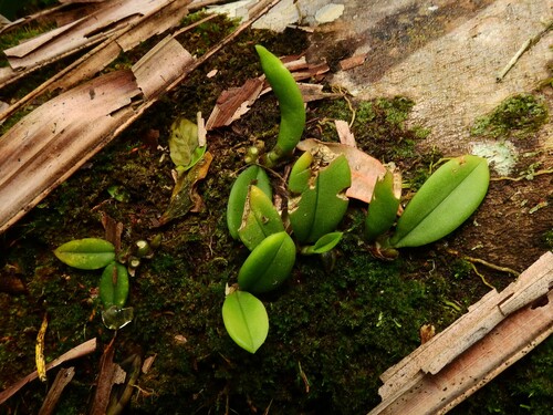 red rope orchid (Bulbophyllum schillerianum)