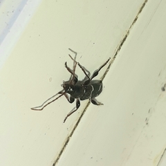 Phymatodes nitidus