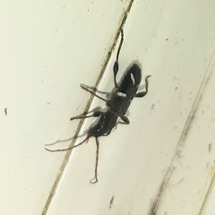 Phymatodes nitidus