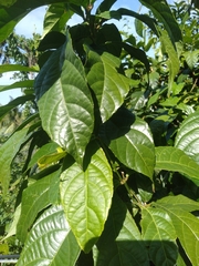 Alchornea rugosa