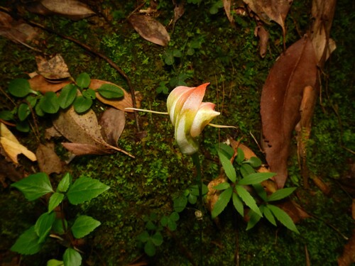 king greenhood (Pterostylis baptistii)
