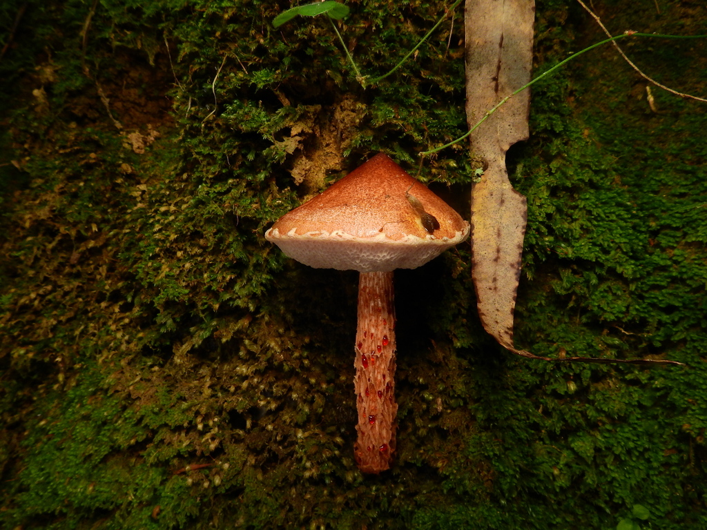 Austroboletus lacunosus · March 2026 · photo: © samb0 (iNaturalist, cc-by)