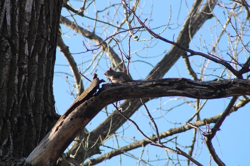 American Red Squirrel