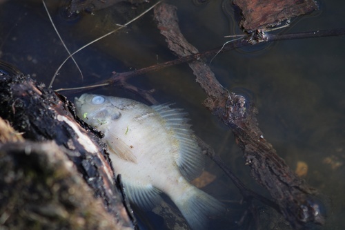 Bluegill