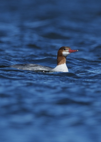 Common Merganser