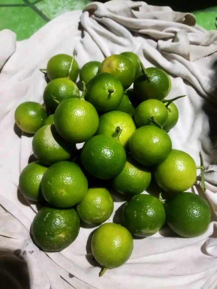 Calamondín
