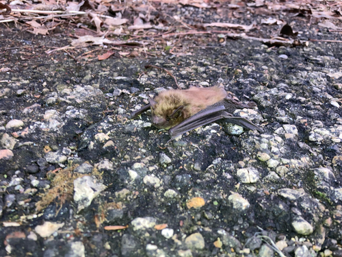 Big Brown Bat photographed in Wisconsin