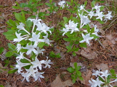 Rhododendron atlanticum