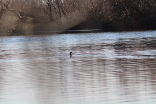 Hooded Merganser