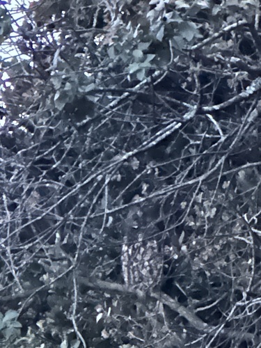 Stygian Owl (Asio stygius), photo 4