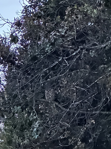 Stygian Owl (Asio stygius), photo 5