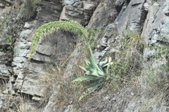 Agave pedunculifera
