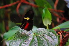 Heliconius clysonymus