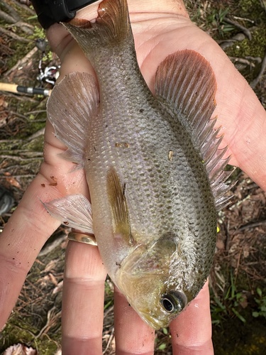 Lepomis punctatus