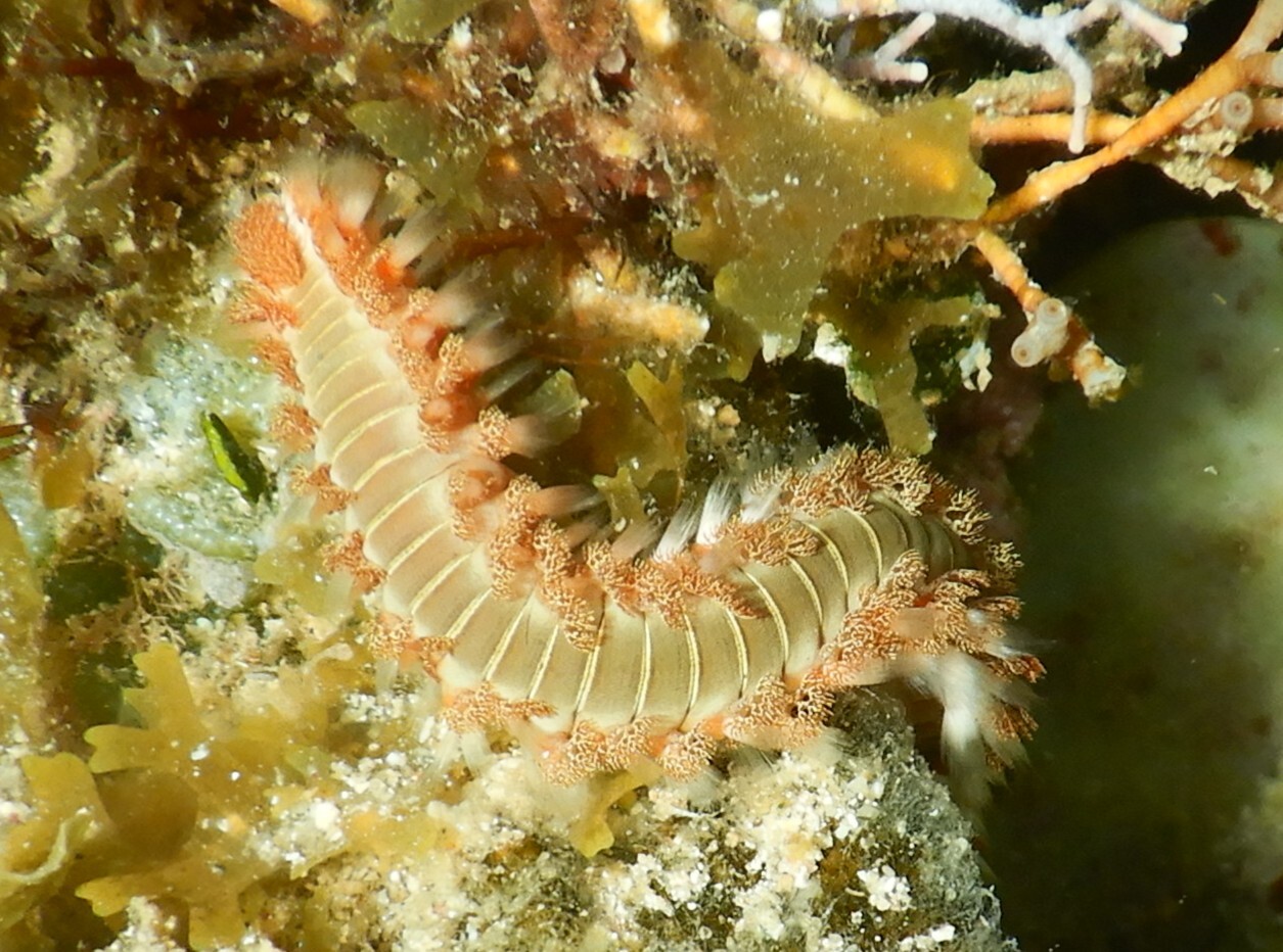 Hermodice carunculata (Pallas, 1766)