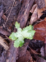 Hydrophyllum appendiculatum
