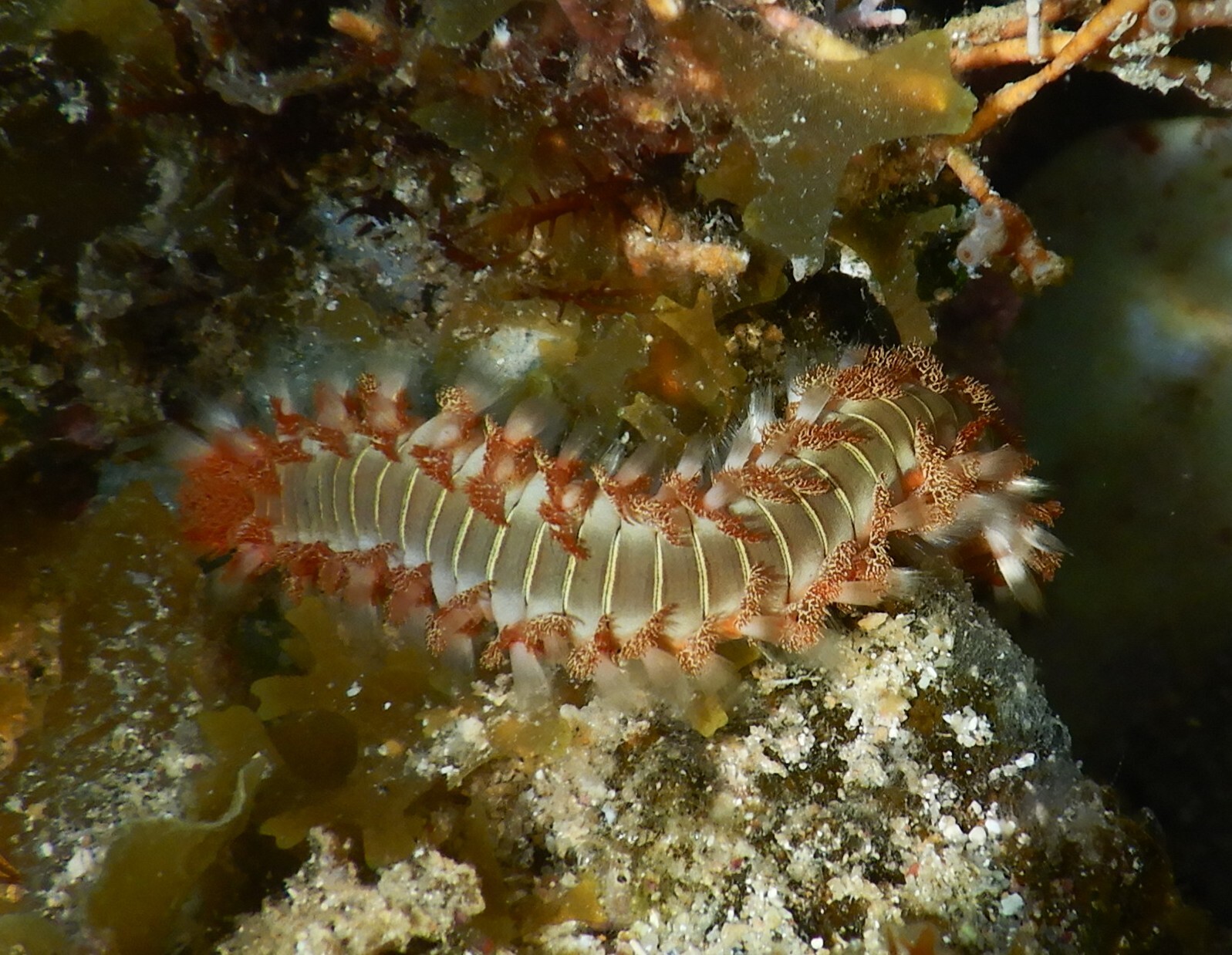 Hermodice carunculata (Pallas, 1766)