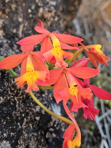 Epidendrum radicans