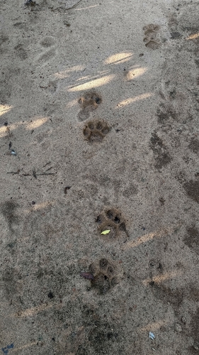 Puma