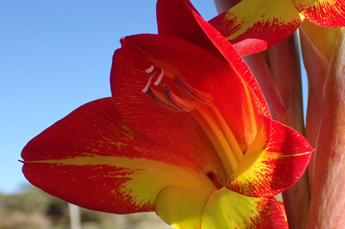 Gladiolus dalenii observed 2026-03-08