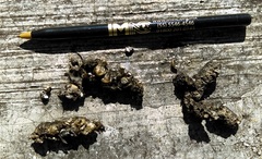 Bassariscus