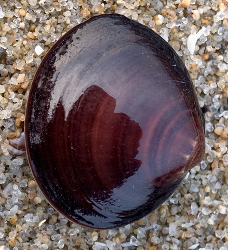 Cytherea lusoria, 2026-03-09