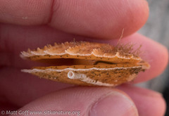 Chlamys hastata