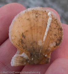 Chlamys hastata
