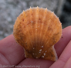 Chlamys hastata