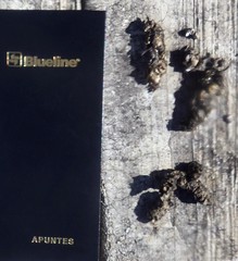 Bassariscus