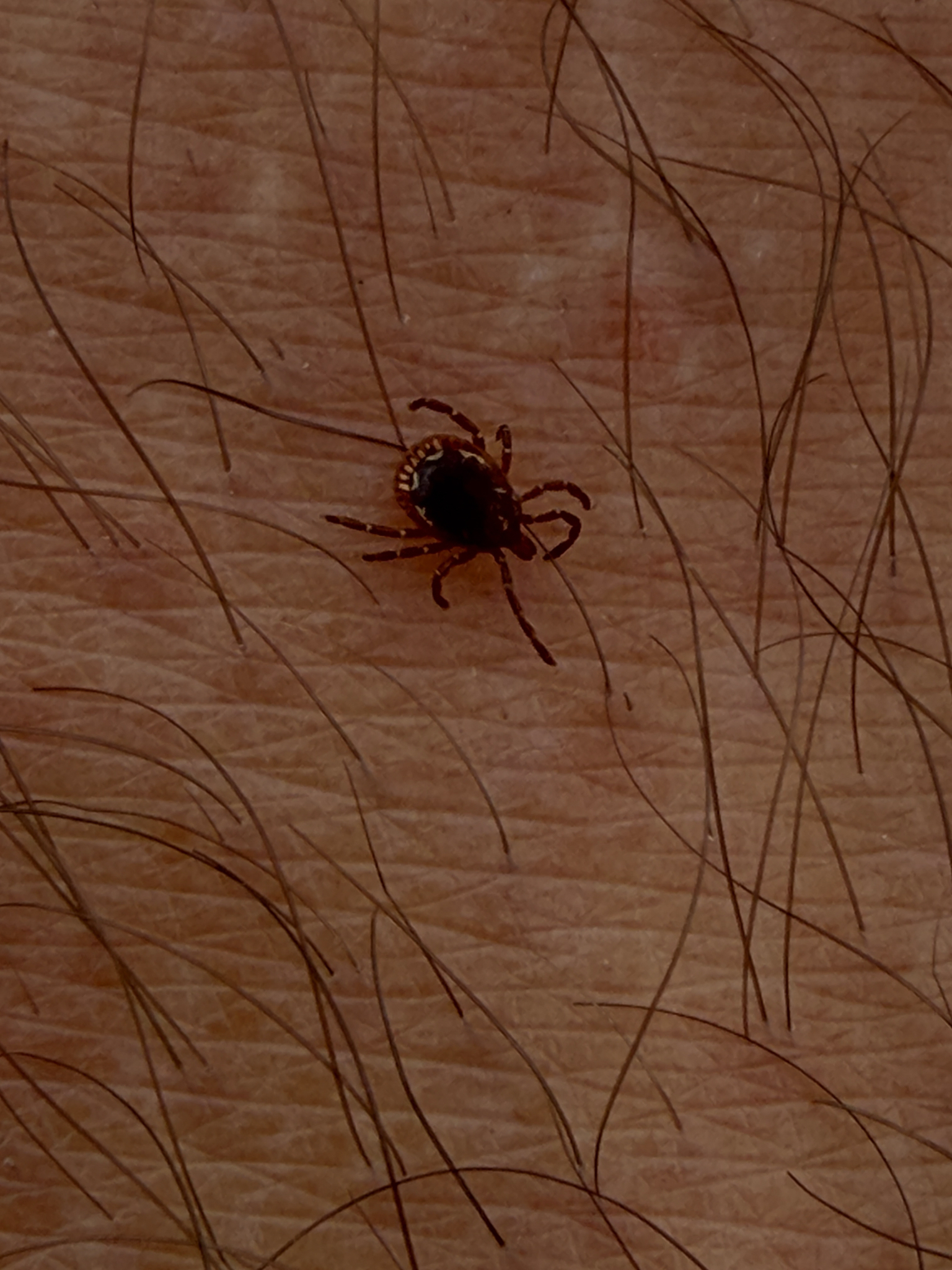 Amblyomma americanum Linnaeus, 1758