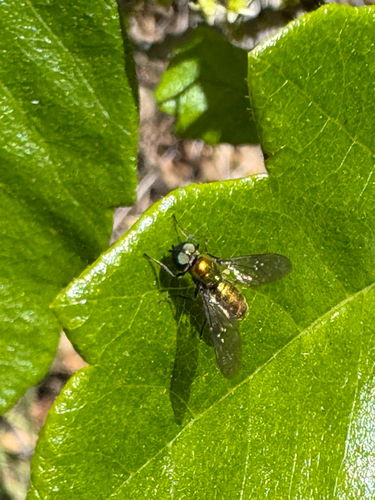 Sargus viridis photo 2