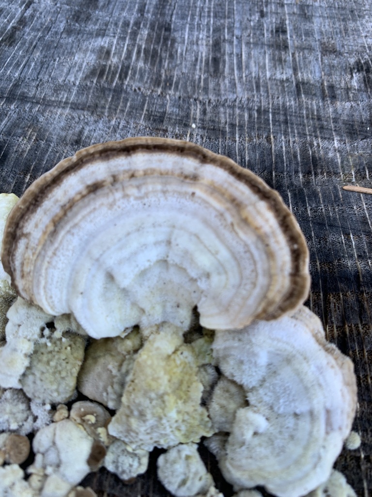 Trametes betulina · March 2026 · photo: © thenaturekid2827 (iNaturalist, cc-by-nc)
