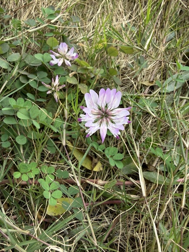 Chinese Milkvetch