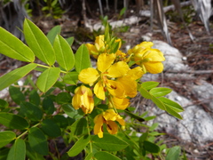 Senna chapmanii