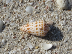 Conus spurius
