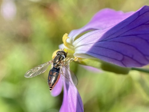 Unknown species found near Alameda, CA, USA