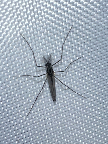 Unknown species found near Bevan Dr, Fairfax, VA, US