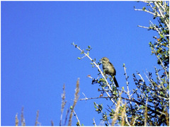 Artemisiospiza belli