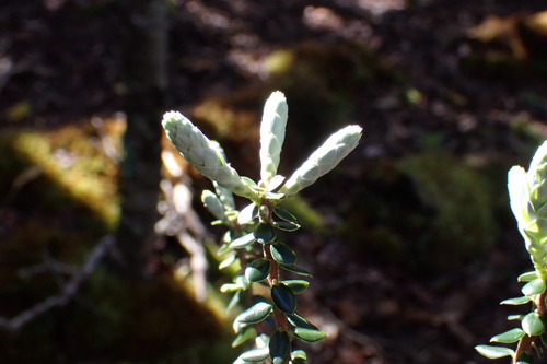 Leptecophylla tameiameiae observed 2026-03-08