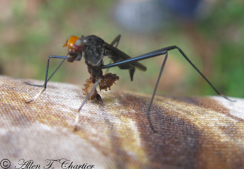 Scipopus diversus