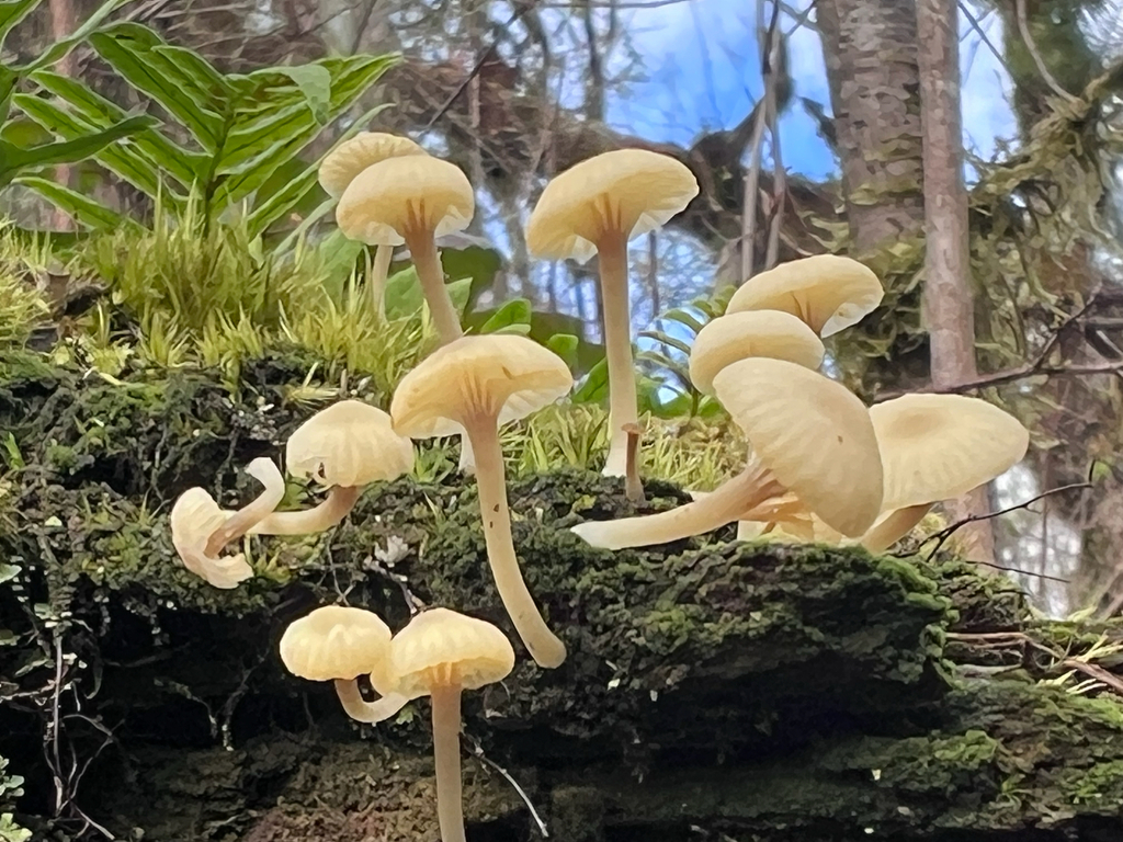 Lichenomphalia ericetorum · March 2026 · photo: © rmcminds (iNaturalist, cc-by)