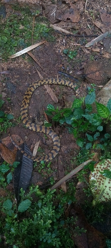 Photo of a Atlas Ground Snake (Atractus atlas)