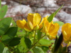 Senna chapmanii