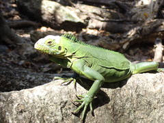 Iguana delicatissima