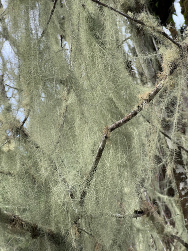 Usnea longissima