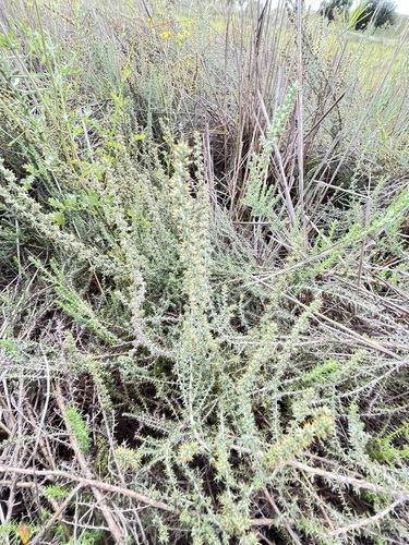 Grassveld Snakebush (Seriphium vulgare)