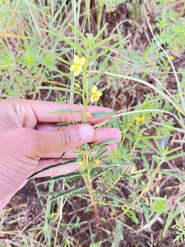 Chamaecrista mimosoides (Chamaecrista mimosoides)