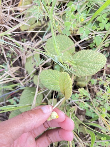 Gold Dollsrose (Hermannia transvaalensis)